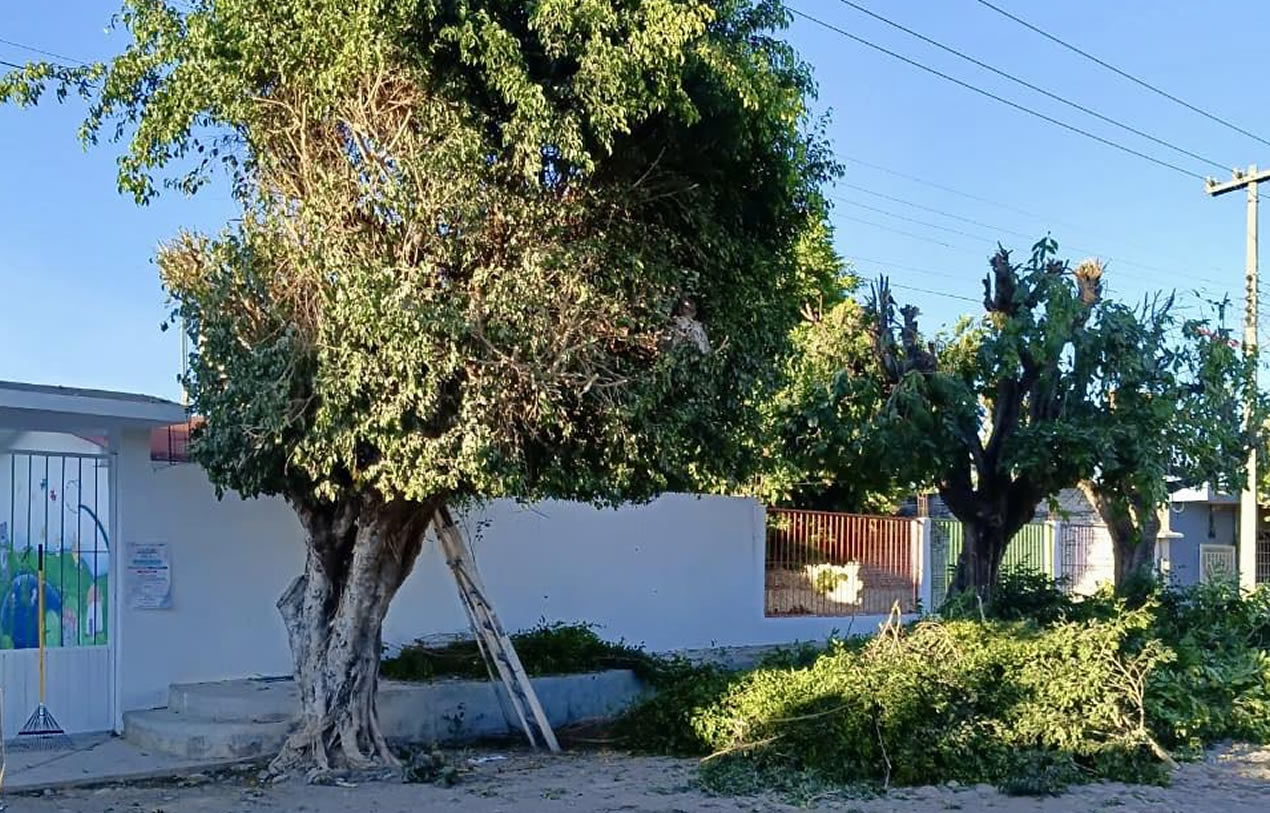 Garantiza gobierno de Tecuala entorno seguro en jardín de niños de Huachotita con trabajos de poda